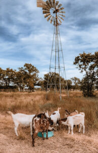 goats eating near a windmill